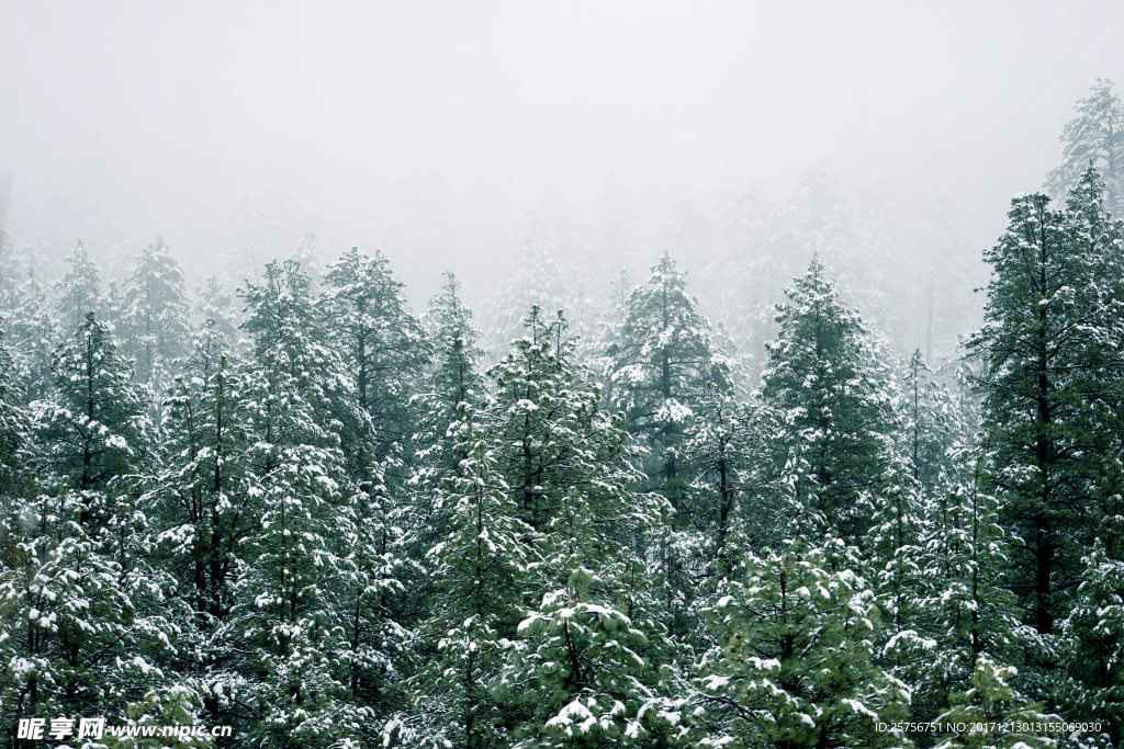 雪松
