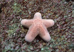 海星