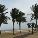 海南 海口 海边椰树