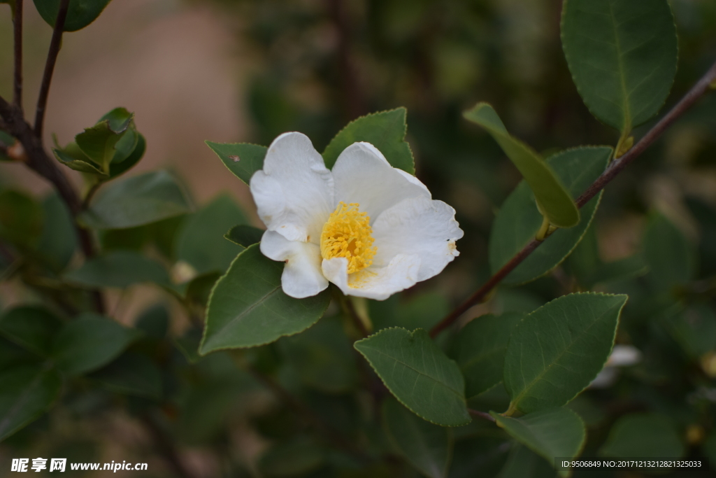 油茶花