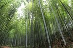 竹子竹林摄影