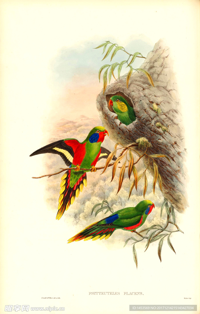 彩色插画 手绘鸟类 鸟类太阳鸟