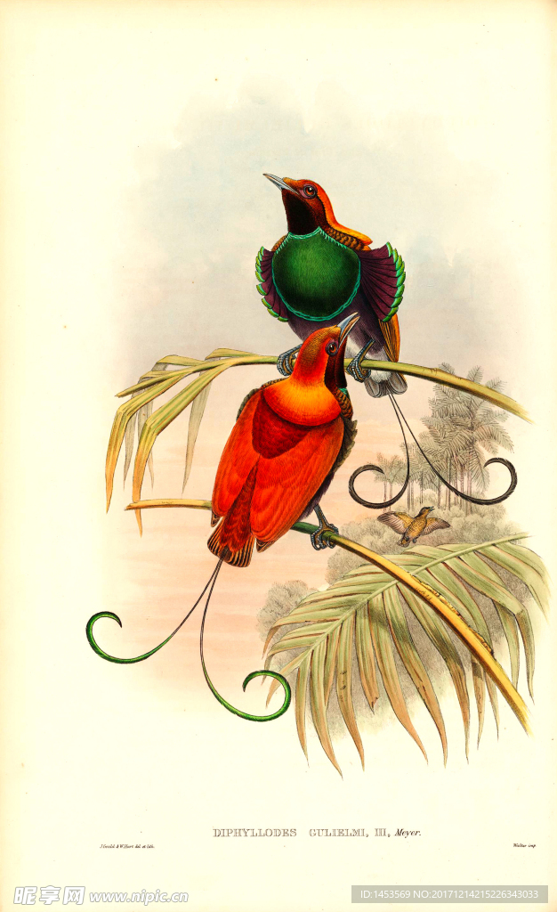 彩色插画 手绘鸟类 鸟类太阳鸟