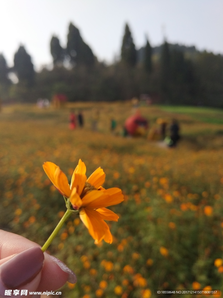 花海