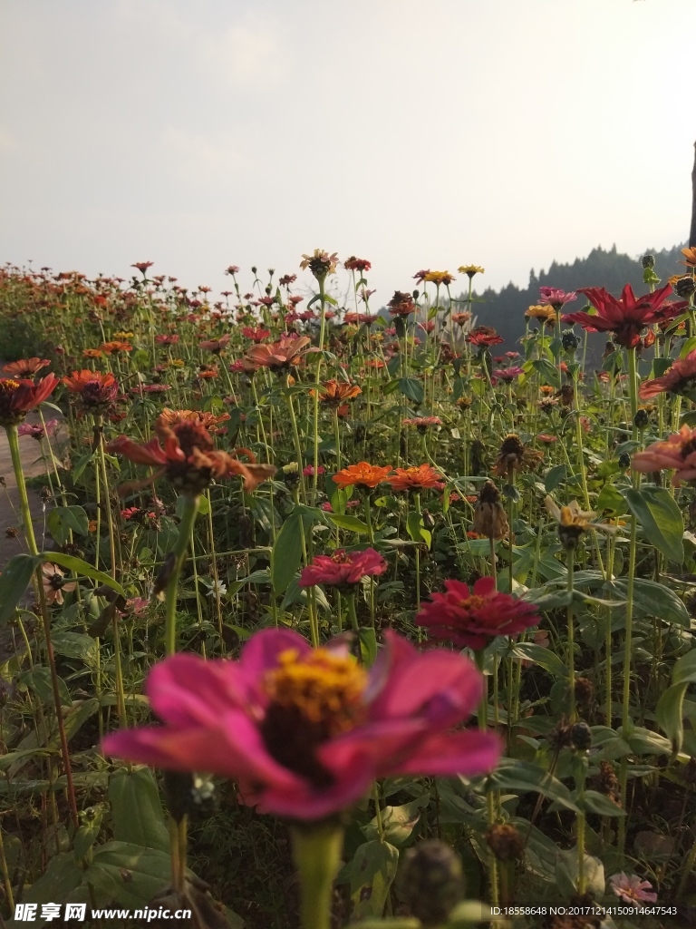 花海