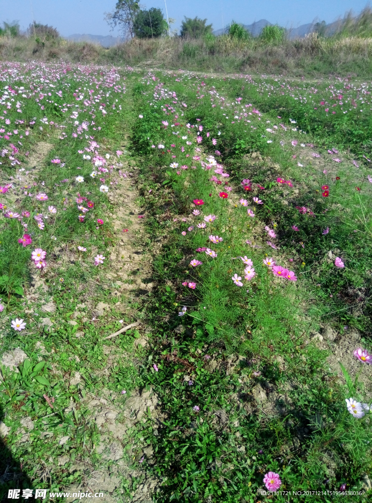 格桑花田