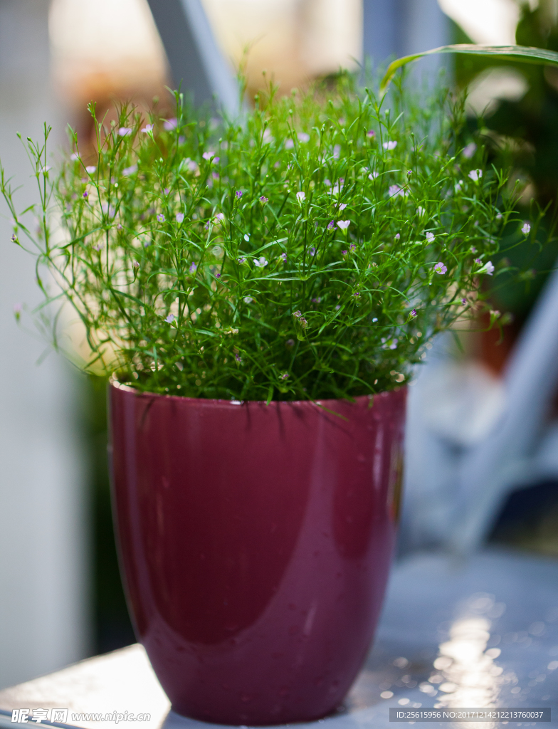 花草