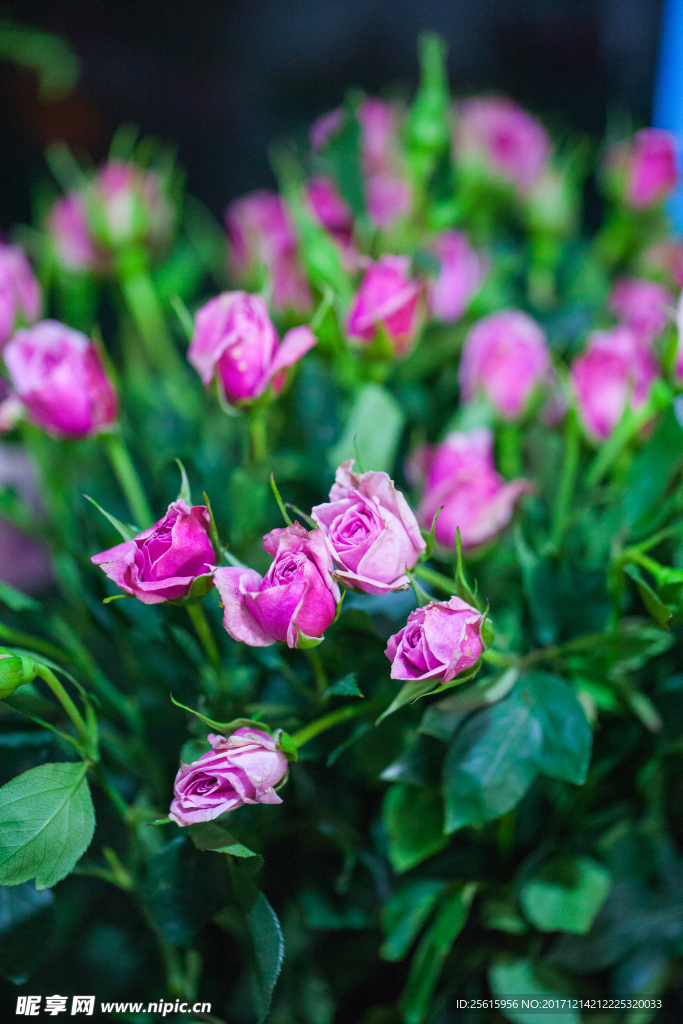 花草