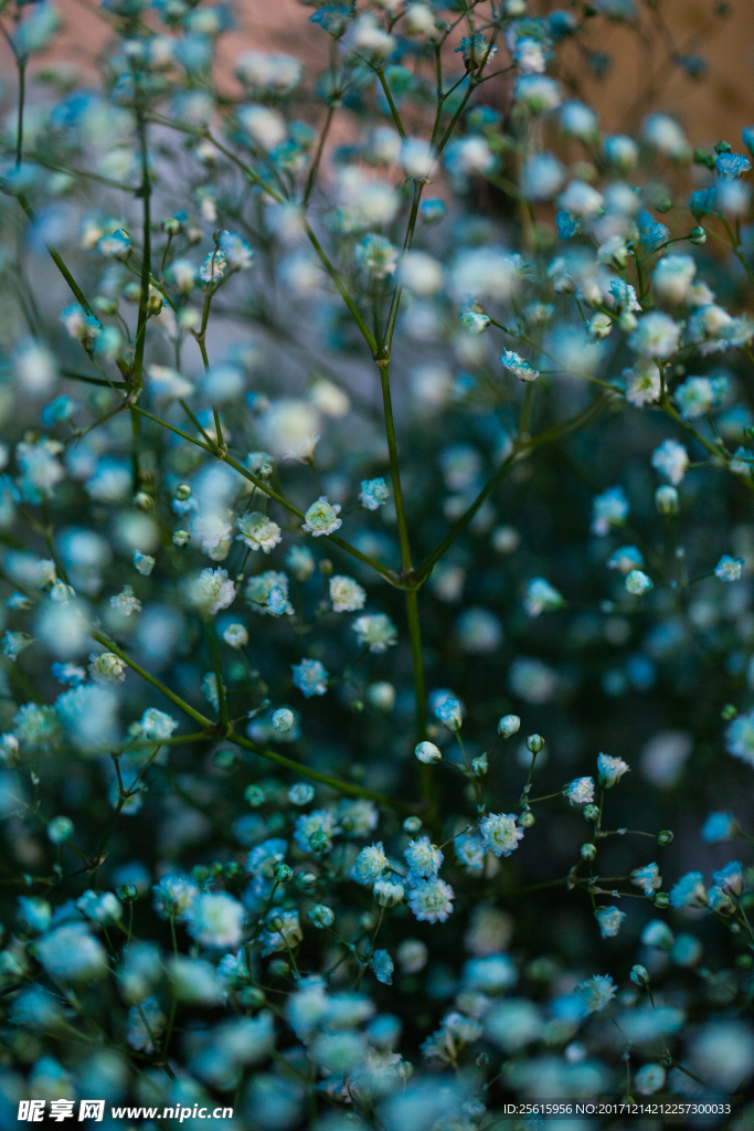 花草