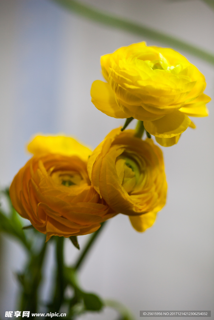 花草