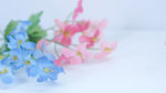 微距粉红色天蓝色小雏菊