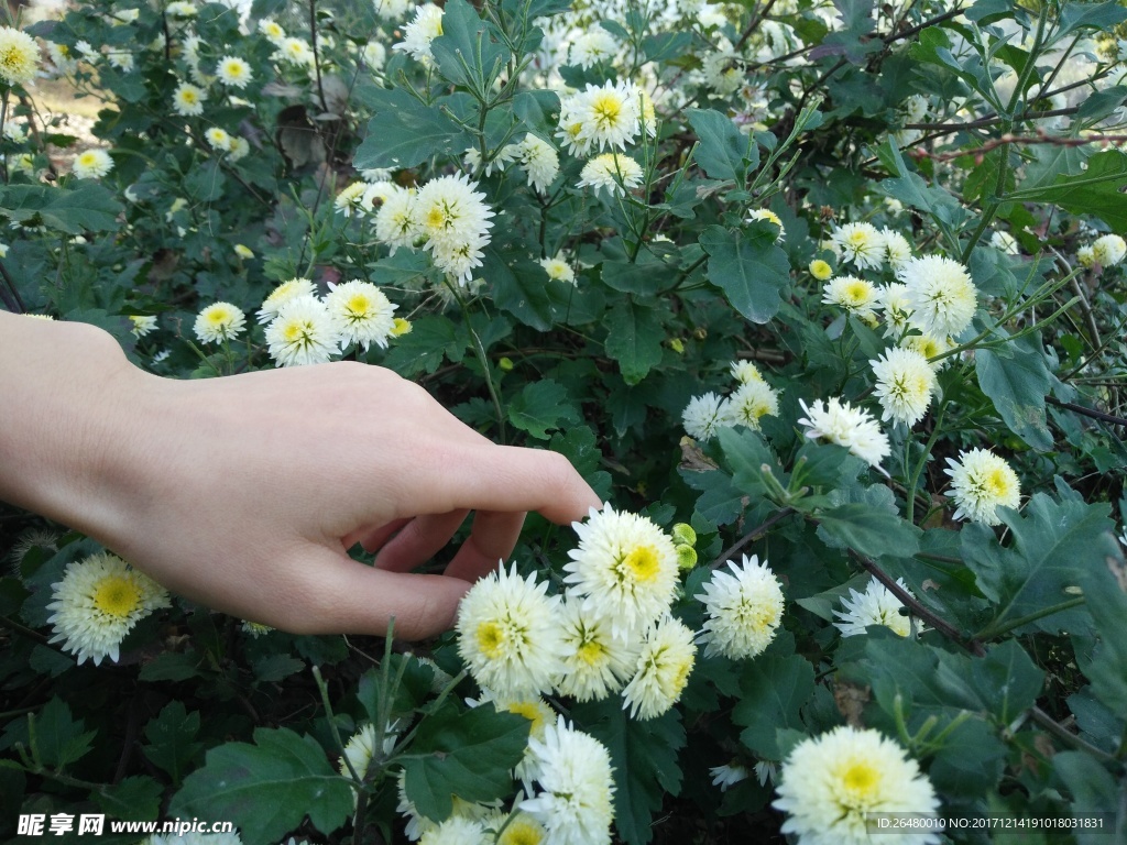 菊花