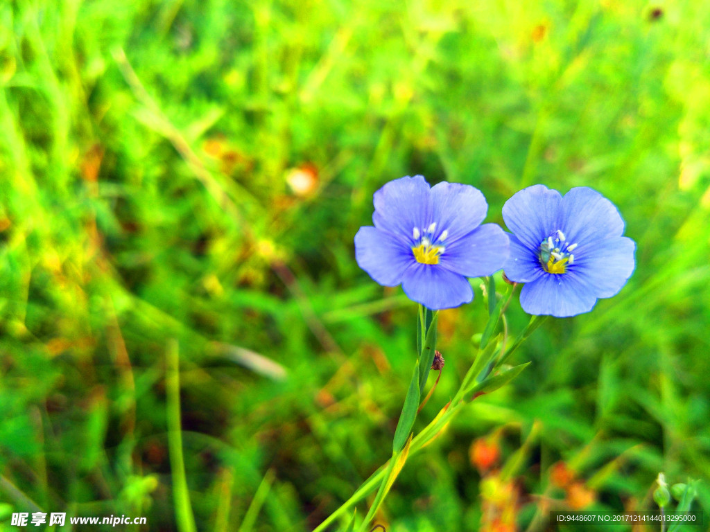 草原鲜花