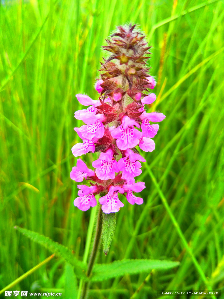 草原鲜花