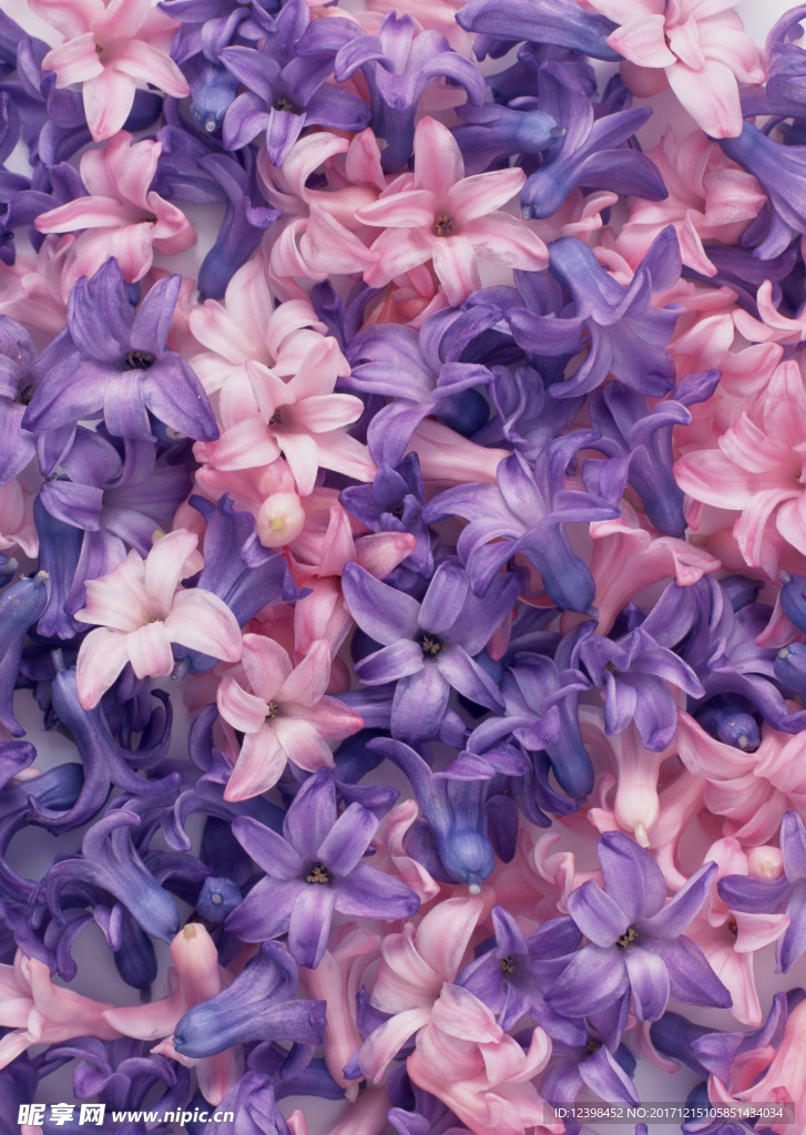 鲜花花朵