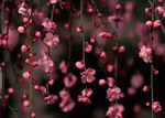 花瓣