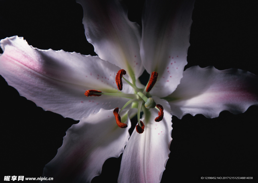 百合花