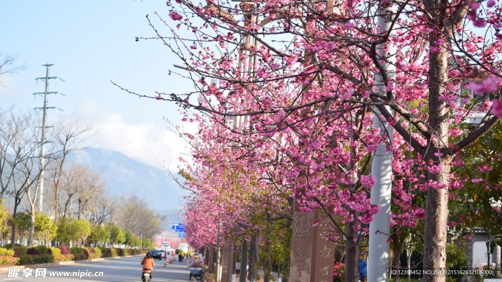 樱花