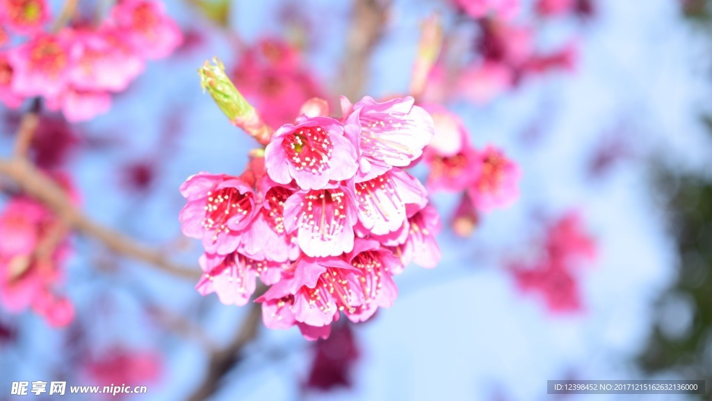 樱花