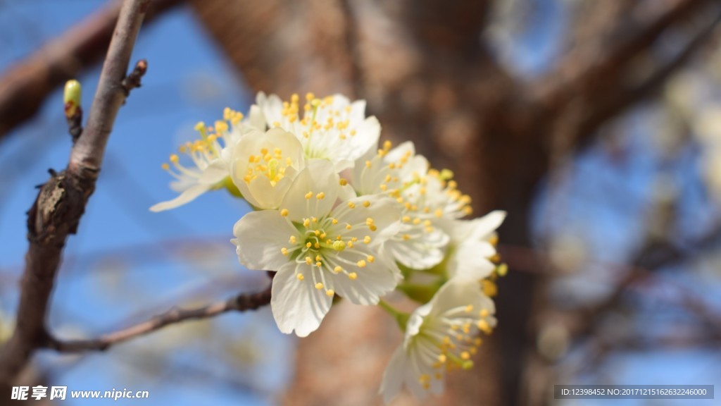 樱花