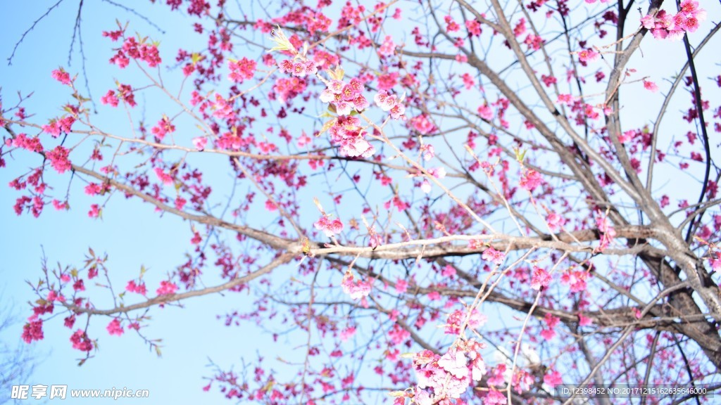 樱花