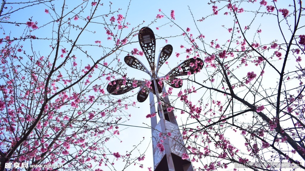 樱花