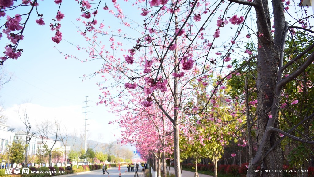 樱花