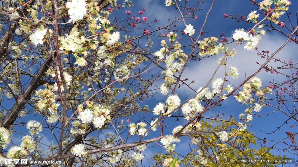 樱花