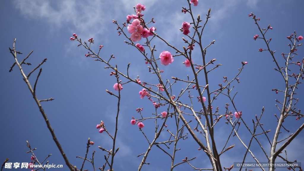 樱花