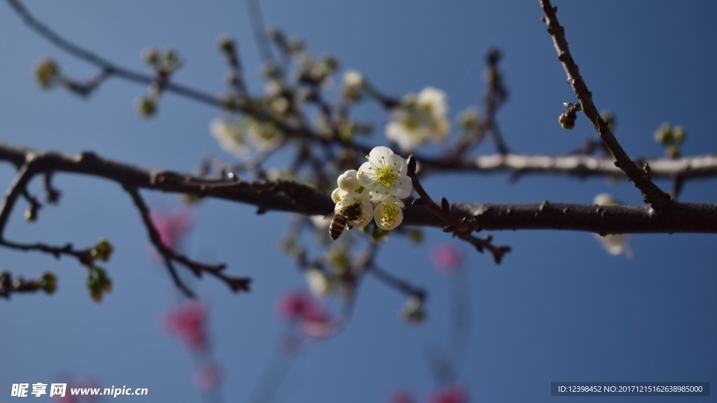 樱花