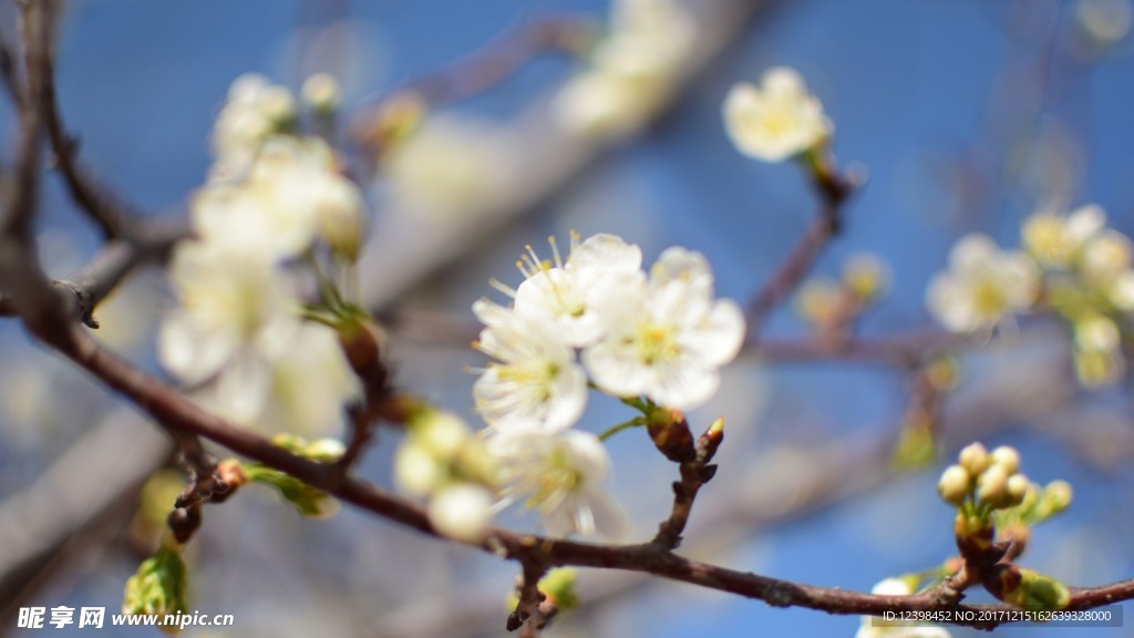 樱花