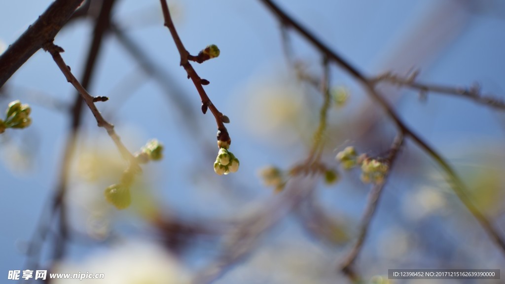 樱花