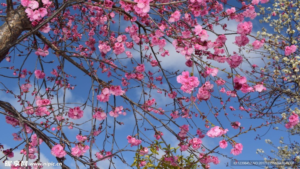 樱花