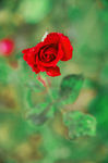 玫瑰花