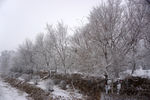 冬天 雪 树挂