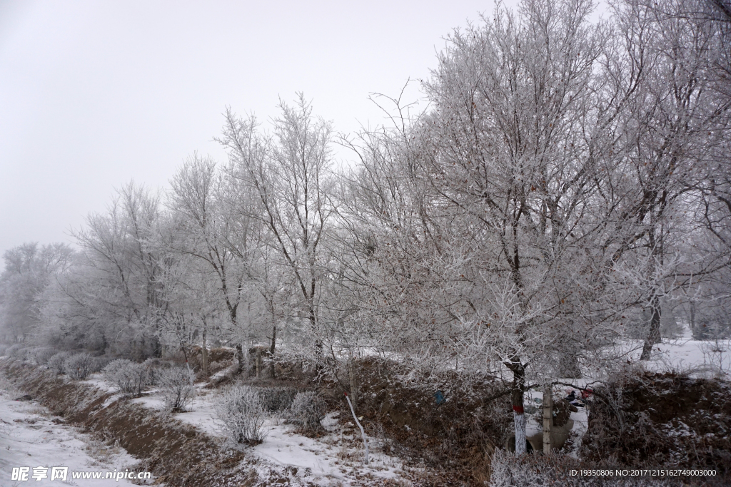 冬天 雪 树挂