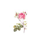 手绘免扣花