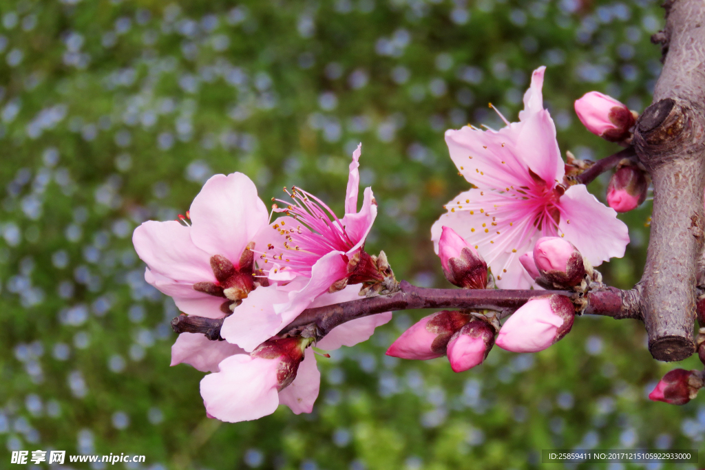 桃花