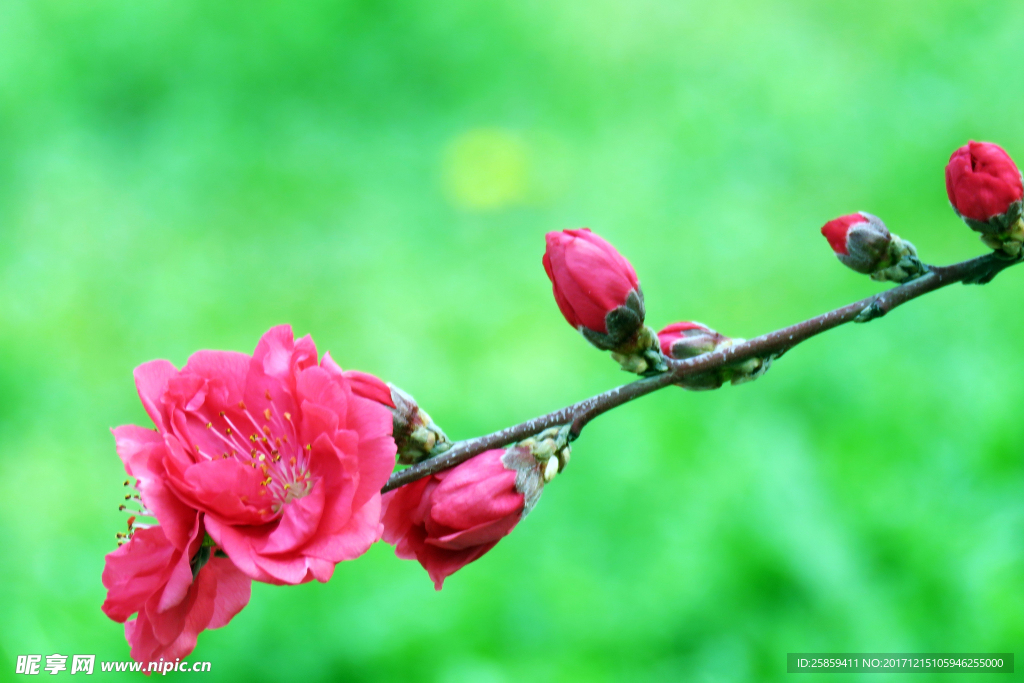 桃花