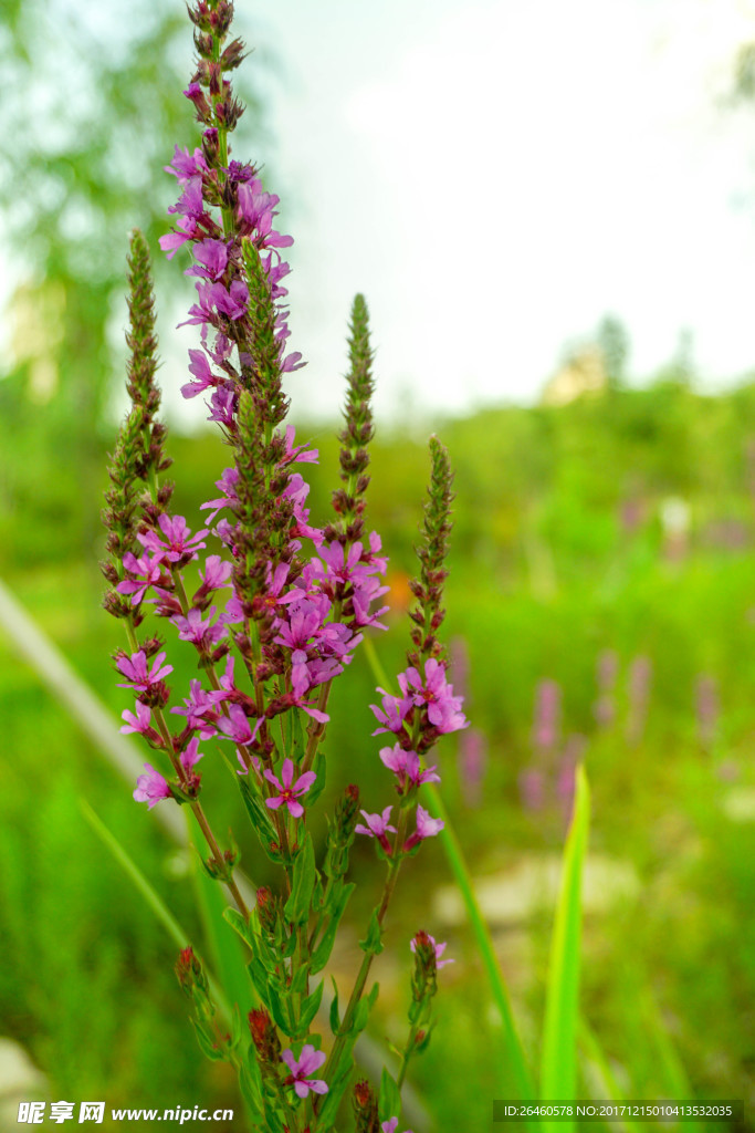 丁香花