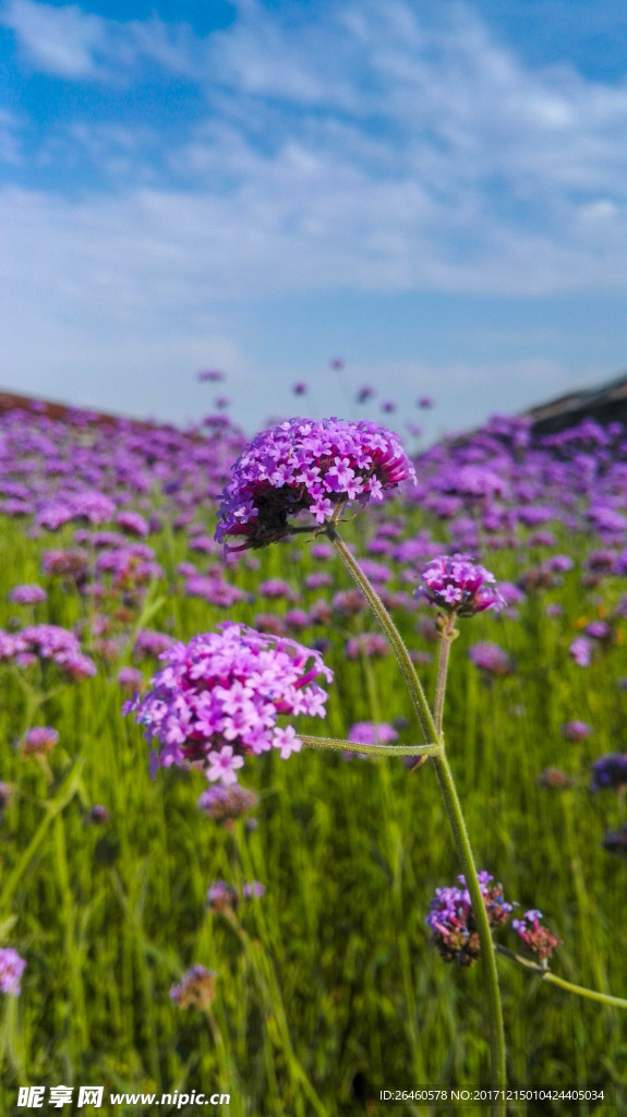 花海