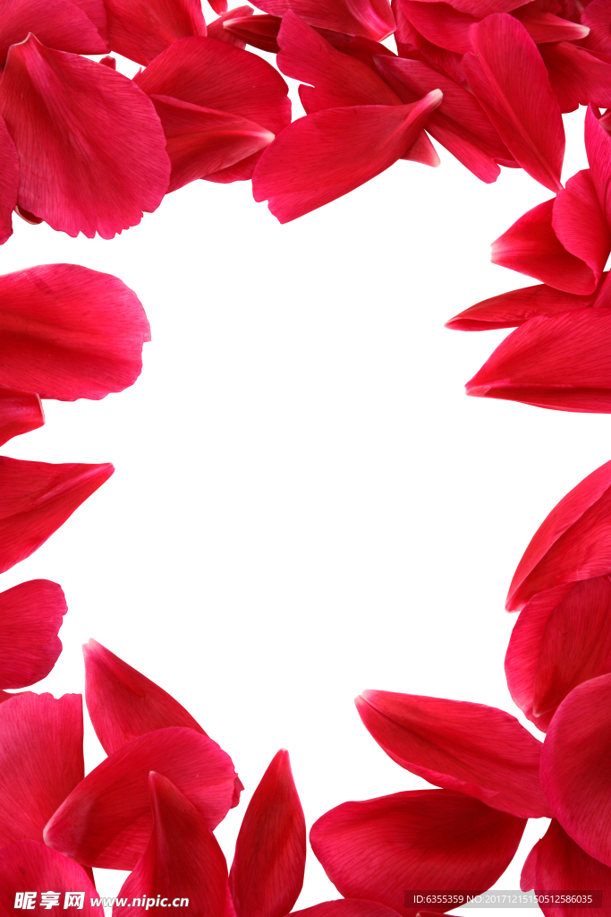 玫瑰花瓣素材