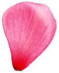 玫瑰花瓣素材