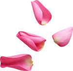玫瑰花瓣素材