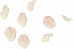 白色花瓣素材