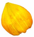黄色花瓣素材