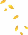 黄色花瓣素材