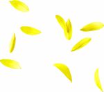 黄色花瓣