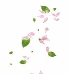 粉色树叶花瓣