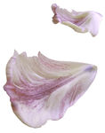 玫瑰花瓣素材
